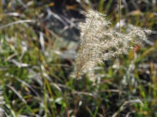 Miscanthus sinensis 'Herman Mussel'