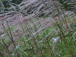 Miscanthus sinensis 'Kleine Fontäne'