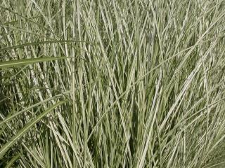 Miscanthus sinensis 'Morning Light'