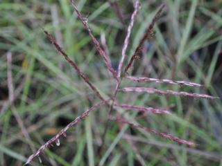 Miscanthus sinensis 'Nippon'