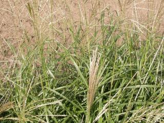 Miscanthus sinensis 'Silberfeder'