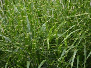 Miscanthus sinensis 'Strictus'