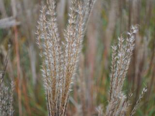 Miscanthus sinensis 'Yaku Jima'