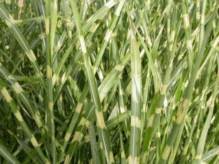 Miscanthus sinensis 'Zebrinus'