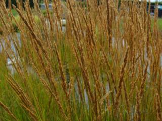 Molinia arundinacea 'Karl Foerster'