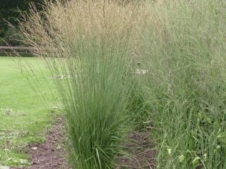 Molinia arundinacea 'Transparent'