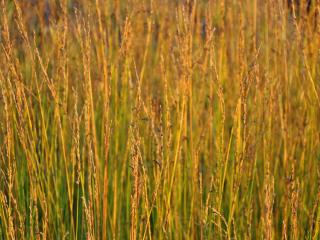 Molinia caerulea 'Aha-Erlebnis' (PBR)