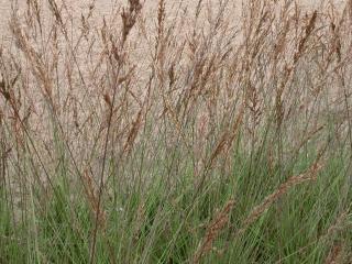 Molinia caerulea 'Edith Dudszus'