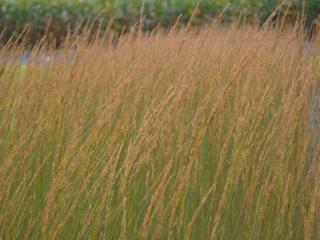 Molinia caerulea 'Heidebraut'