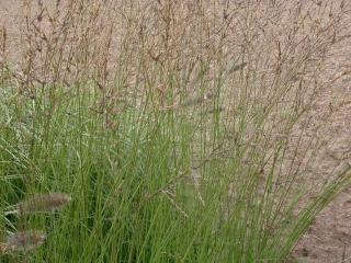 Molinia caerulea 'Heidebraut'