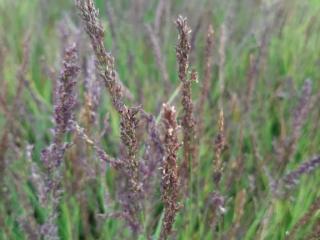 Molinia caerulea 'Heidezwerg'