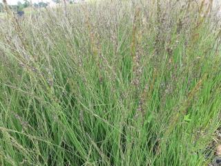 Molinia caerulea 'Moorflamme'