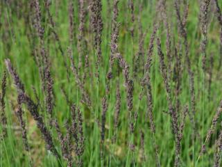 Molinia caerulea 'Moorhexe'