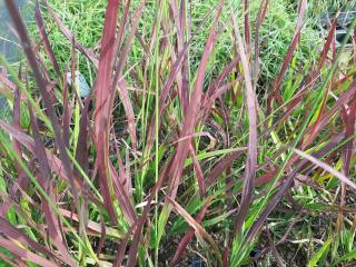 Molinia caerulea 'Rotschopf'