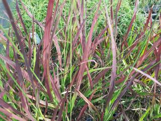 Molinia caerulea 'Rotschopf'