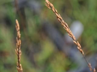 Molinia caerulea 'Strahlenquelle'