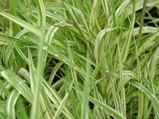 Molinia caerulea 'Variegata'