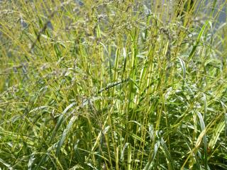 Molinia caerulea 'Variegata'