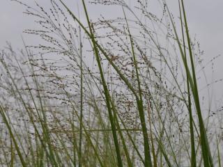 Panicum virgatum 'Cloud Nine'