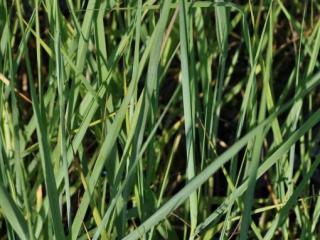 Panicum virgatum 'Cloud Nine'