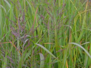 Panicum virgatum 'Dallas Blues'