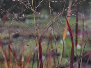 Panicum virgatum 'Farbende Auslese'