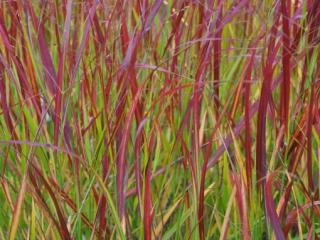 Panicum virgatum 'Hänse Herms'