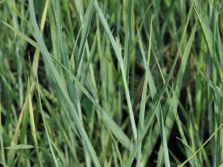 Panicum virgatum 'Heavy Metal'