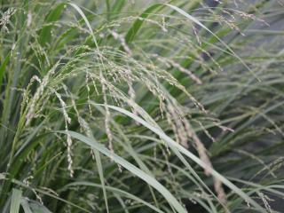 Panicum virgatum 'Heavy Metal'