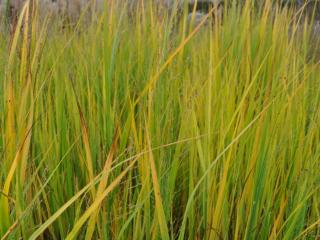 Panicum virgatum 'Northwind'