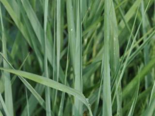 Panicum virgatum 'Prairie Sky'