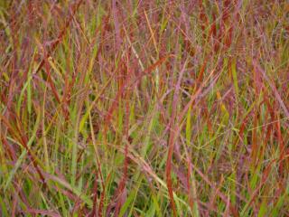 Panicum virgatum 'Rehbraun'