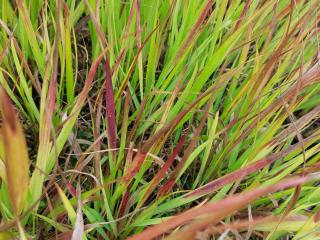 Panicum virgatum 'Sangria'
