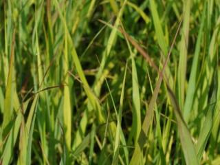 Panicum virgatum 'Shenandoah'