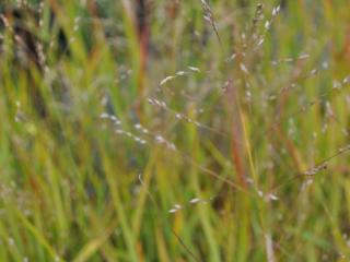 Panicum virgatum 'Shenandoah'