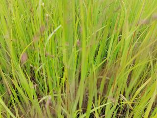 Panicum virgatum 'Stäfa'