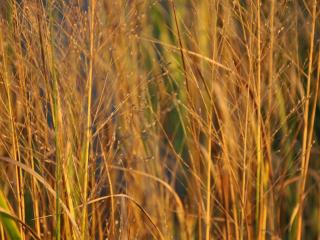 Panicum virgatum 'Thundercloud'