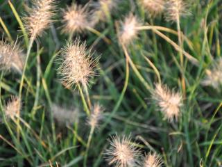 Pennisetum alopecuroïdes 'Hameln'