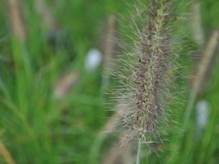 Pennisetum alopecuroïdes 'Herbstzauber'