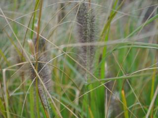 Pennisetum alopecuroïdes 'Japonicum'