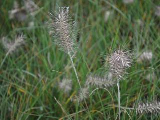 Pennisetum alopecuroïdes 'Little Bunny'