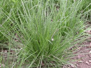 Pennisetum alopecuroïdes 'Little Honey'