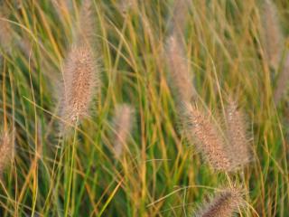 Pennisetum alopecuroïdes 'Magic'