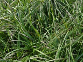 Pennisetum alopecuroïdes 'Moudry'