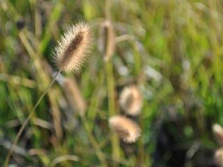 Pennisetum messiacum 'Red Bunny Tails'