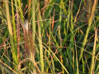 Pennisetum alopecuroïdes 'Red Head'