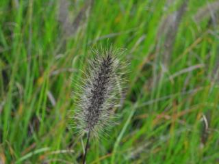 Pennisetum alopecuroïdes f. viridescens