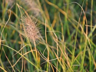 Pennisetum alopecuroïdes 'Woodside'