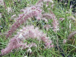 Pennisetum orientale 'Flamingo'