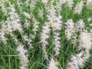 Pennisetum orientale